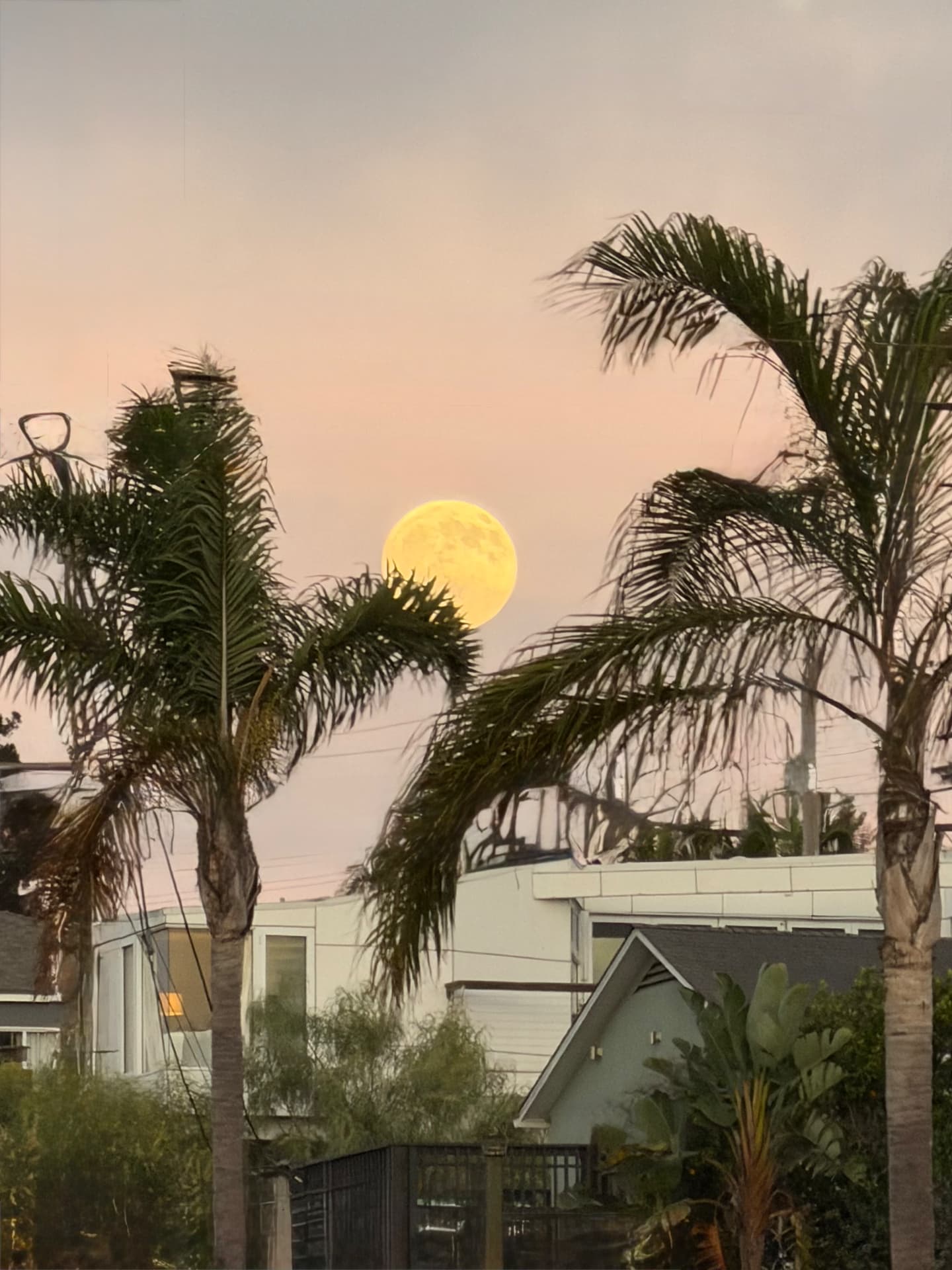 Moon & Palms
